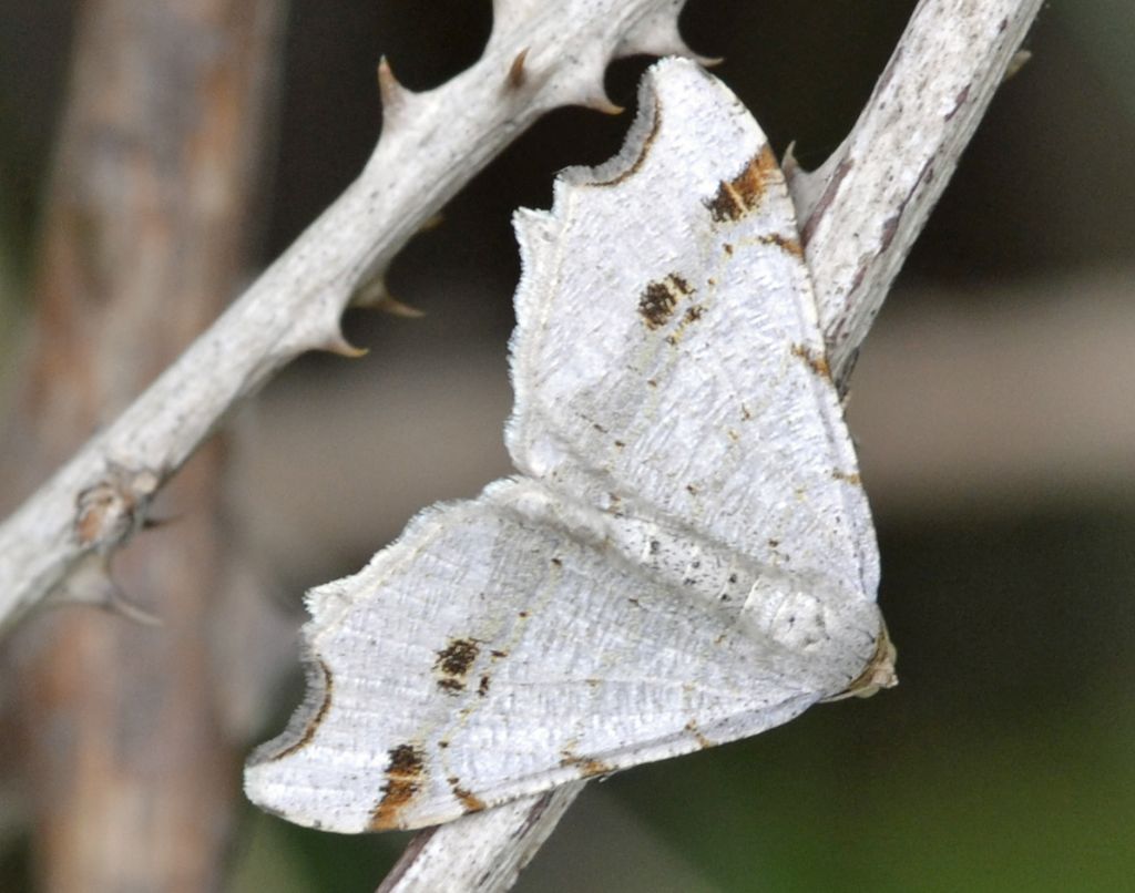 Falena mimetica id.